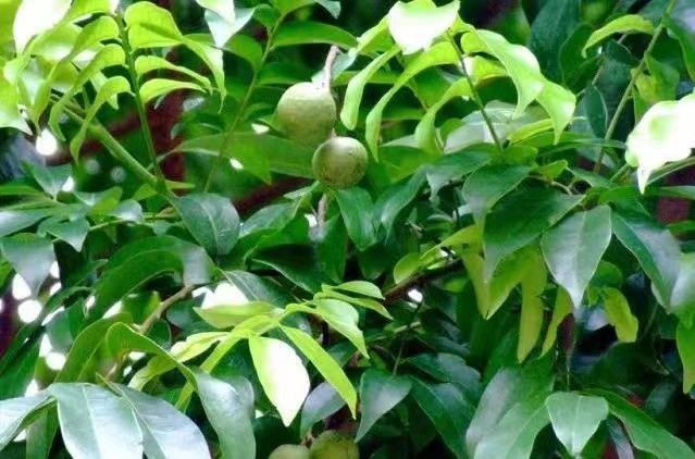 深圳市高级中学创新高中