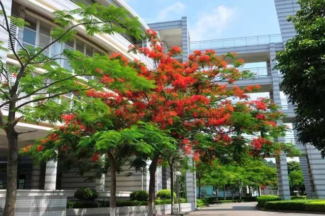 宝安第一外国语学校