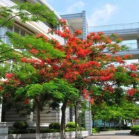 宝安第一外国语学校校园环境
